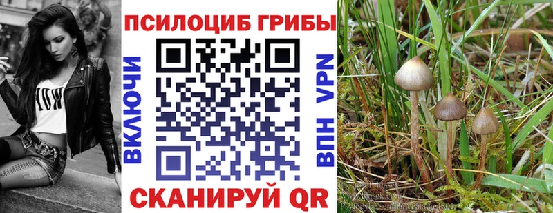 купить   Бердск  блэк спрут ссылка  Псилоцибиновые грибы прущие грибы 